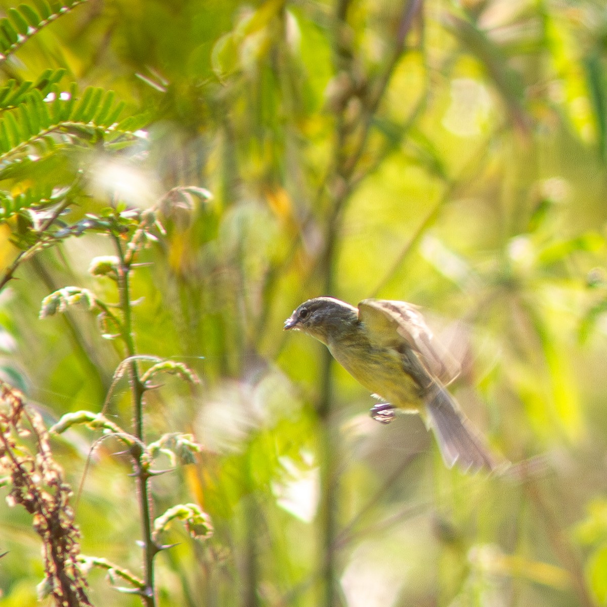 Planalto Tyrannulet - ML624166086