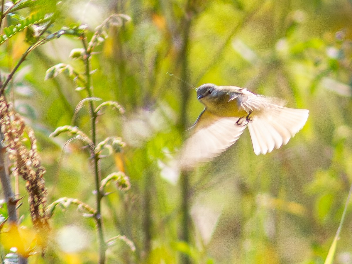 Planalto Tyrannulet - ML624166096