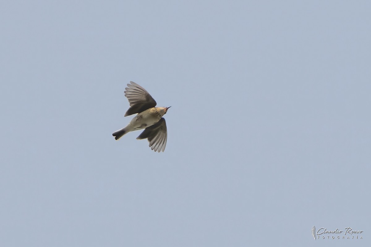 Pampas Pipit - ML624166113