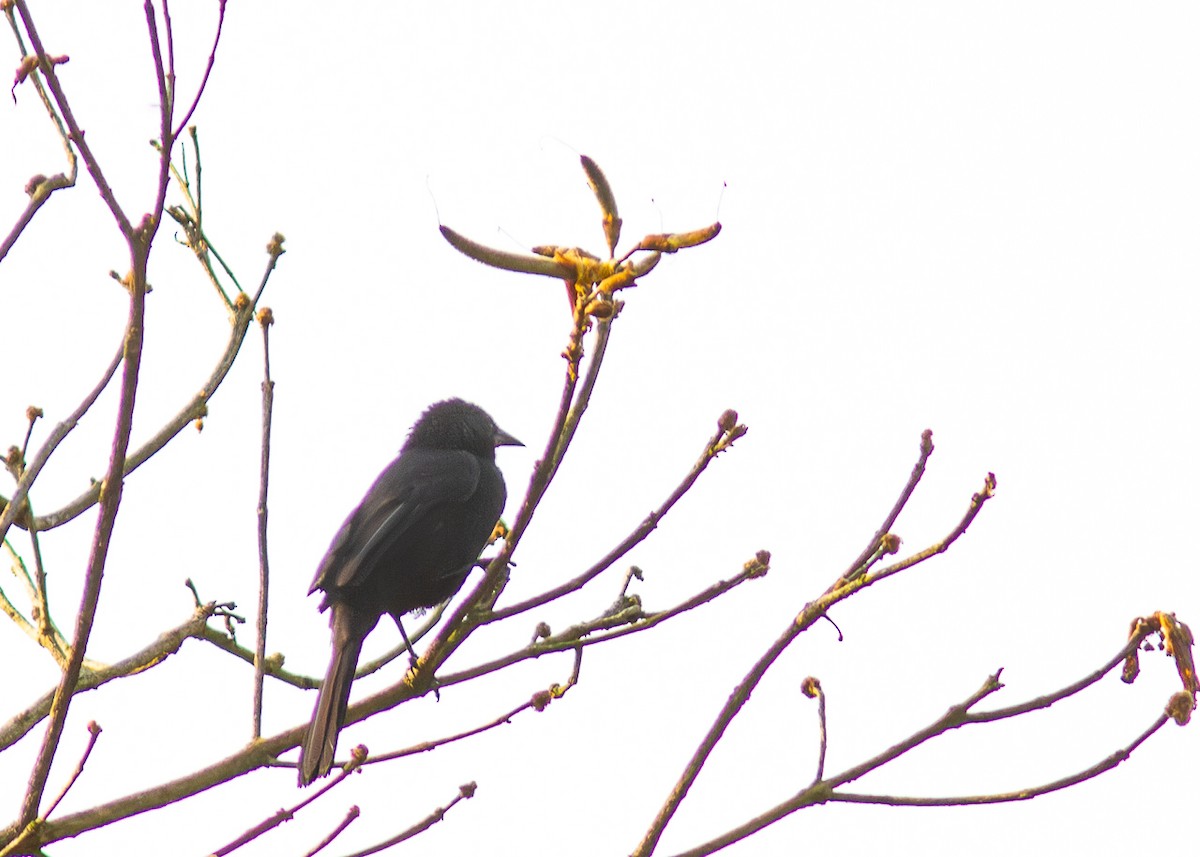 Forbes's Blackbird - ML624166131