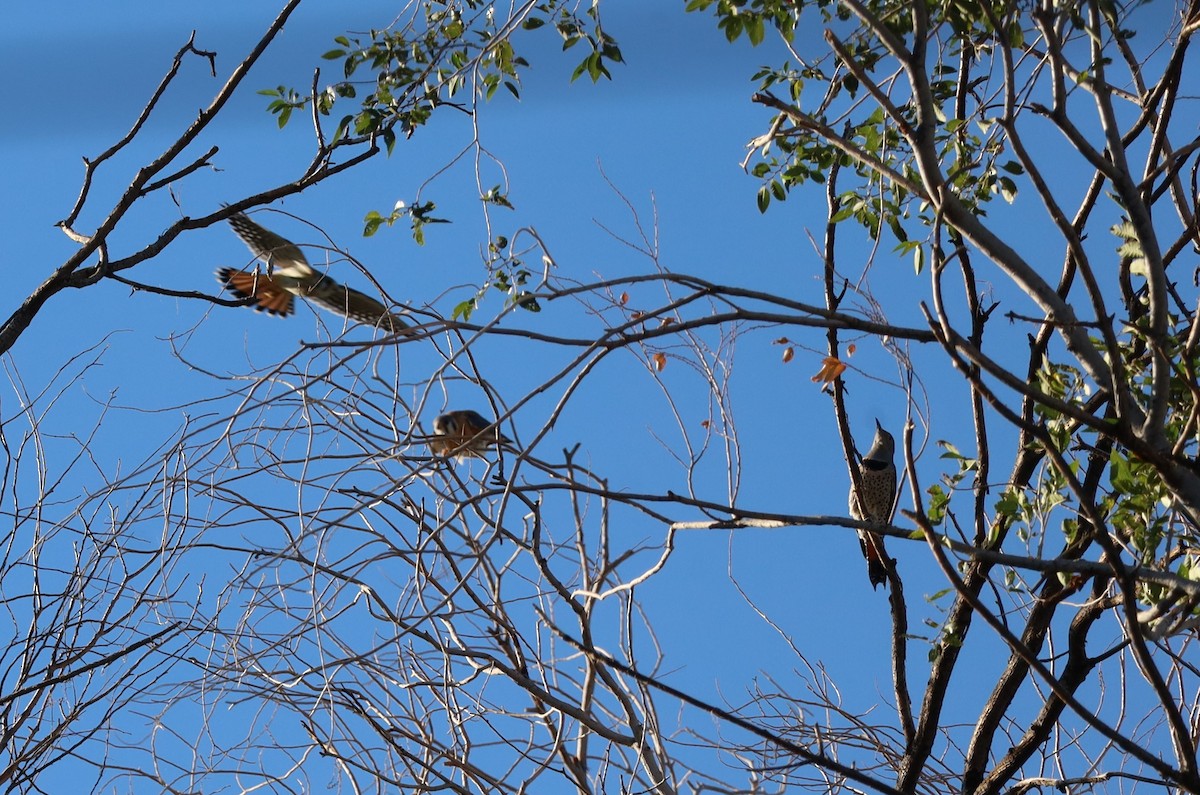 American Kestrel - Lillian Derwelis