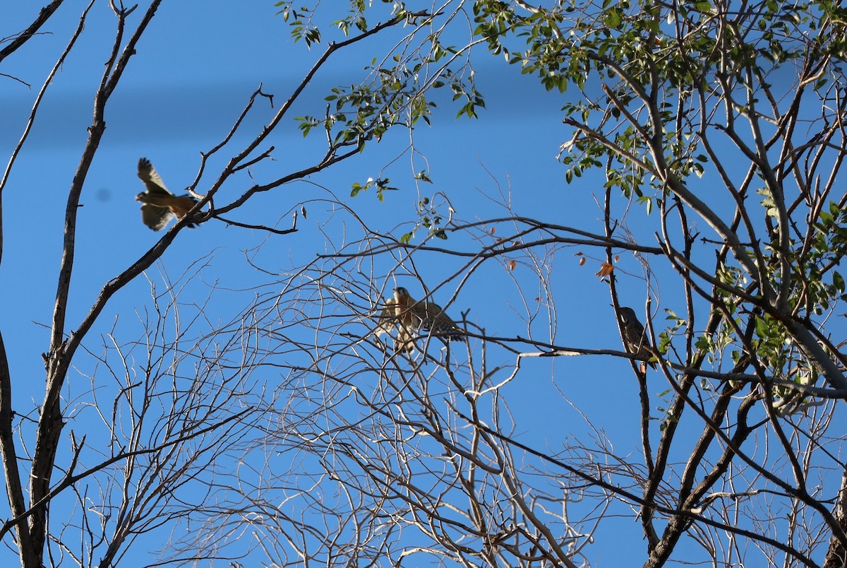 American Kestrel - ML624166157