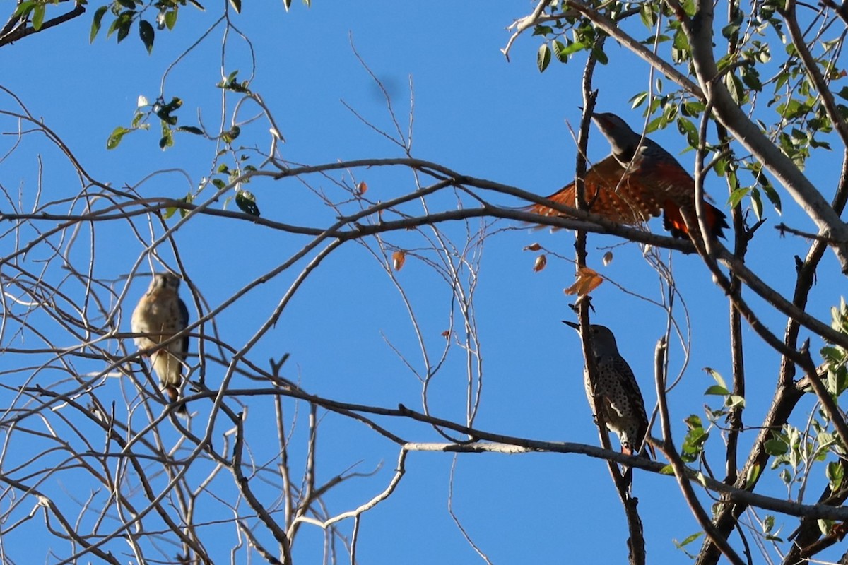 Northern Flicker - Lillian Derwelis