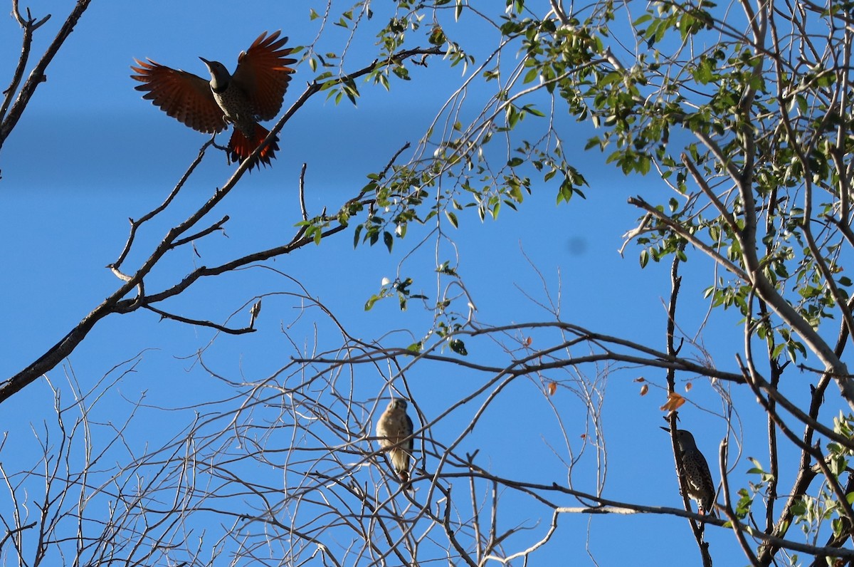 Northern Flicker - ML624166160