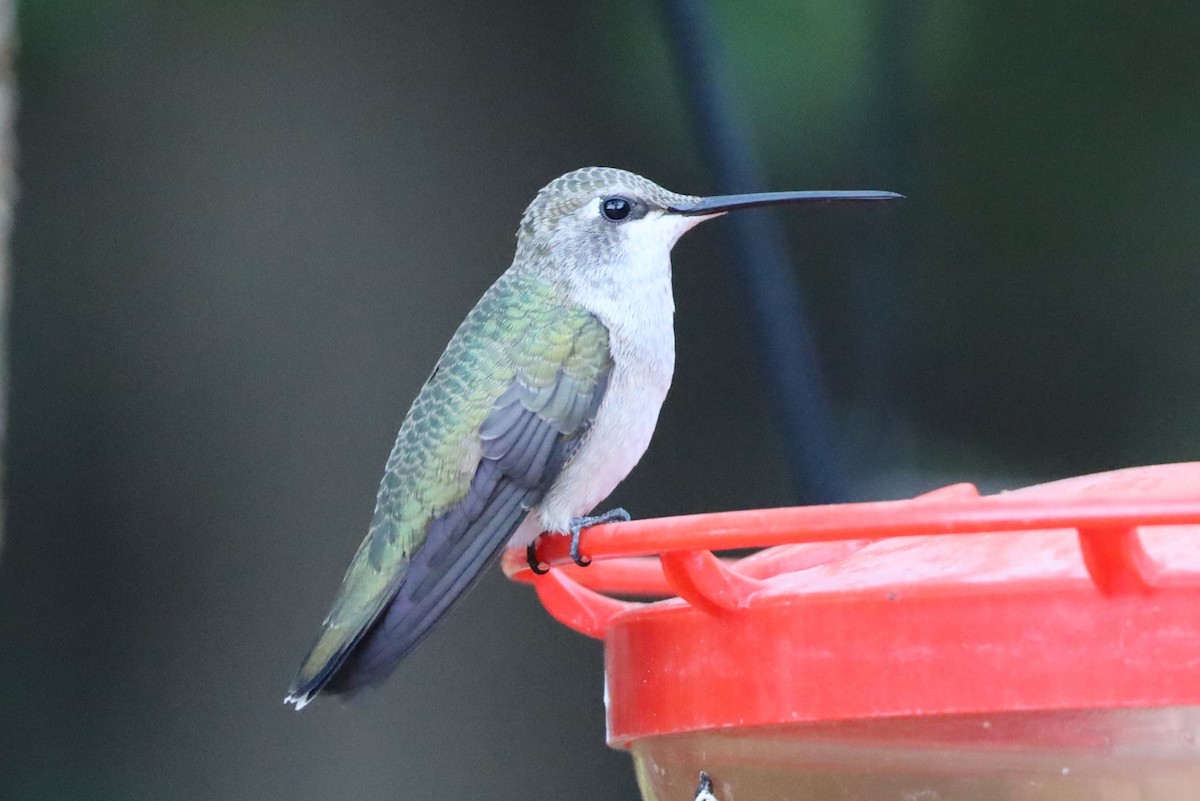 Black-chinned Hummingbird - ML624166165