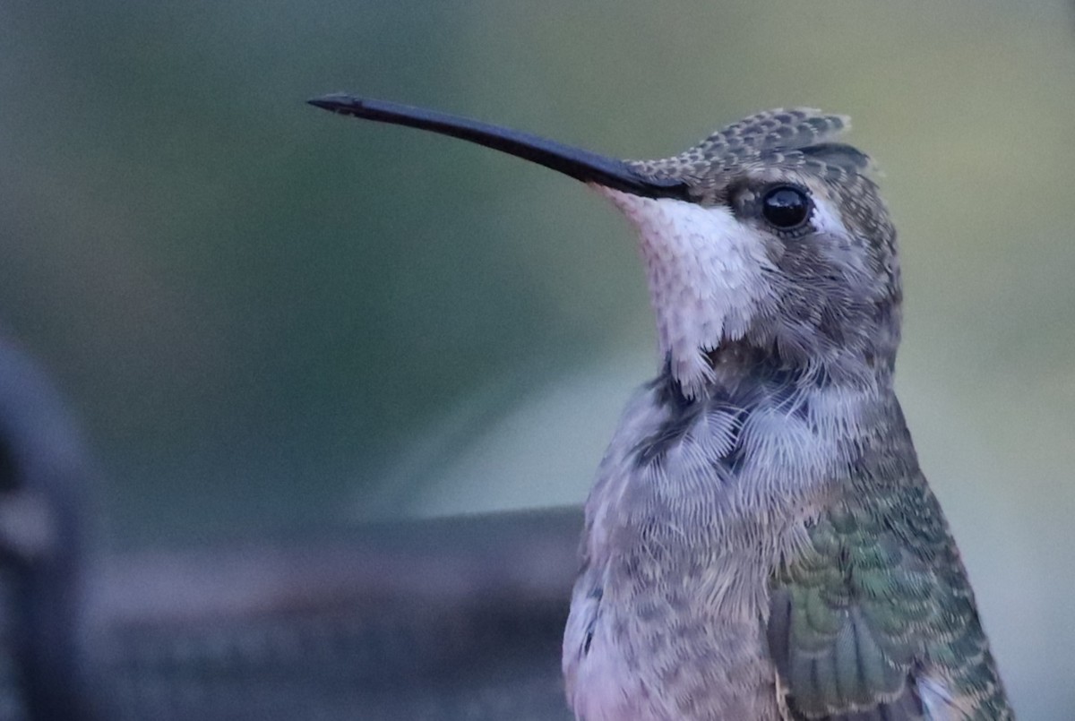 Black-chinned Hummingbird - ML624166166