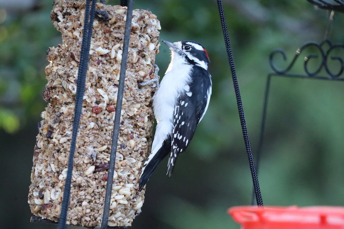 Downy Woodpecker - ML624166173