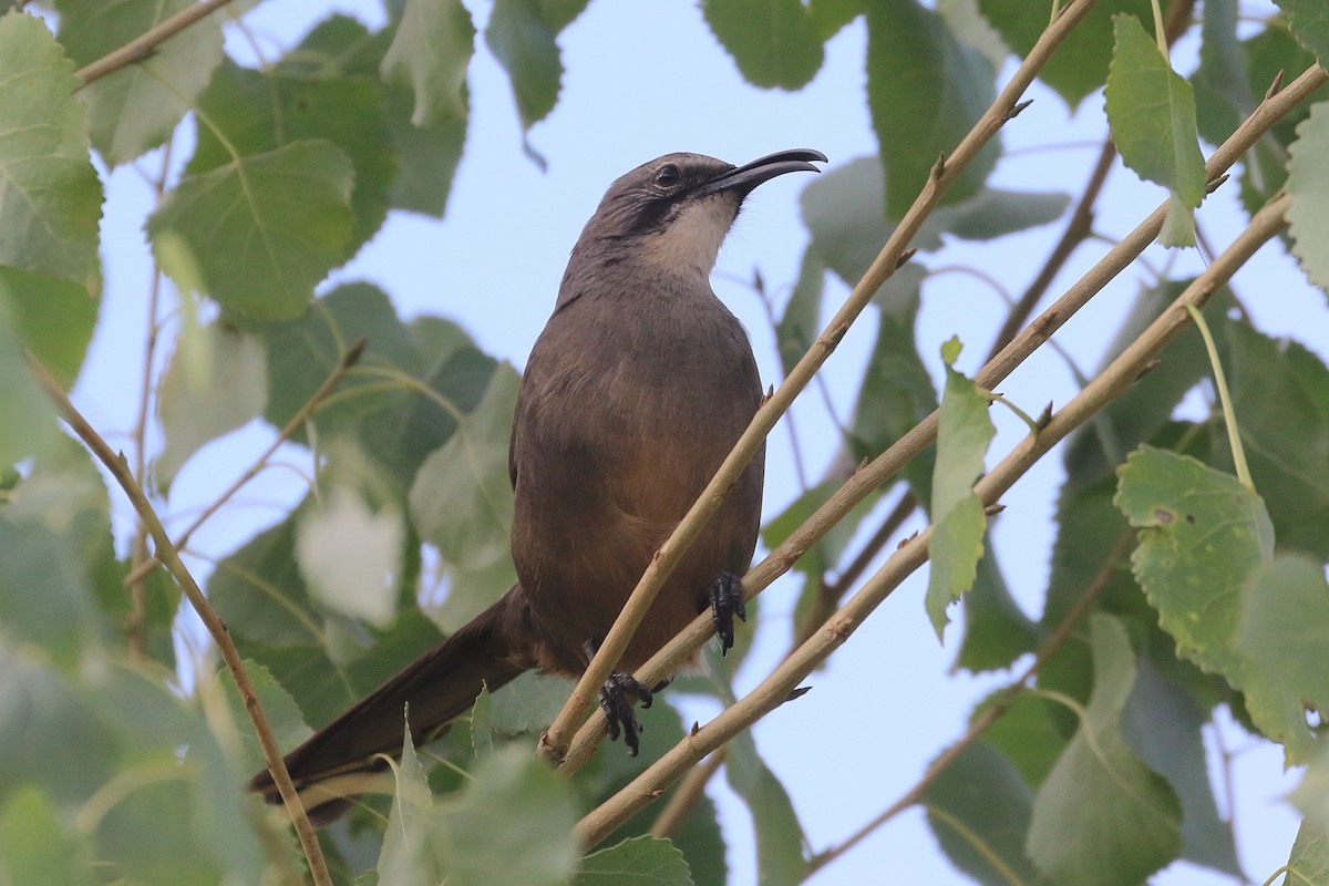California Thrasher - ML624166177