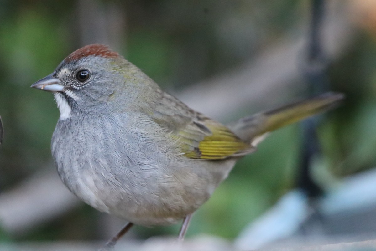 Green-tailed Towhee - ML624166178