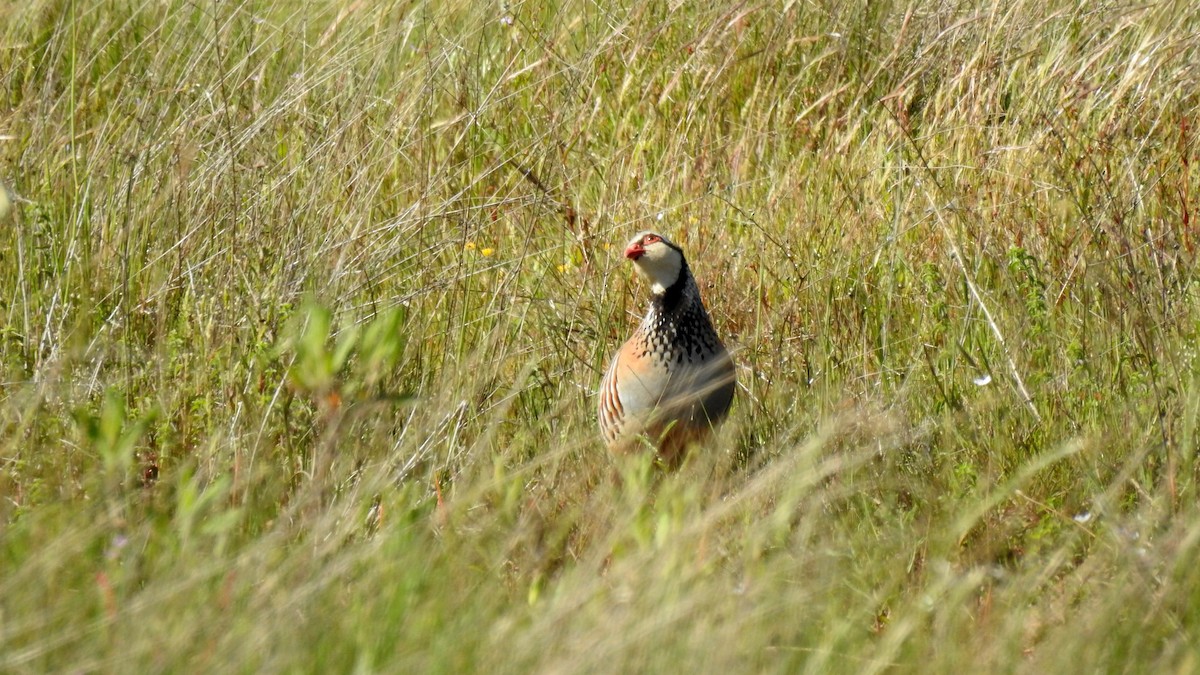 Red-legged Partridge - ML624166179