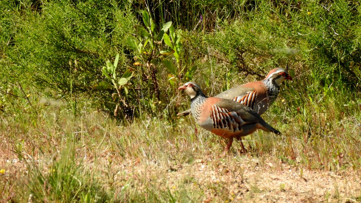 Red-legged Partridge - ML624166180