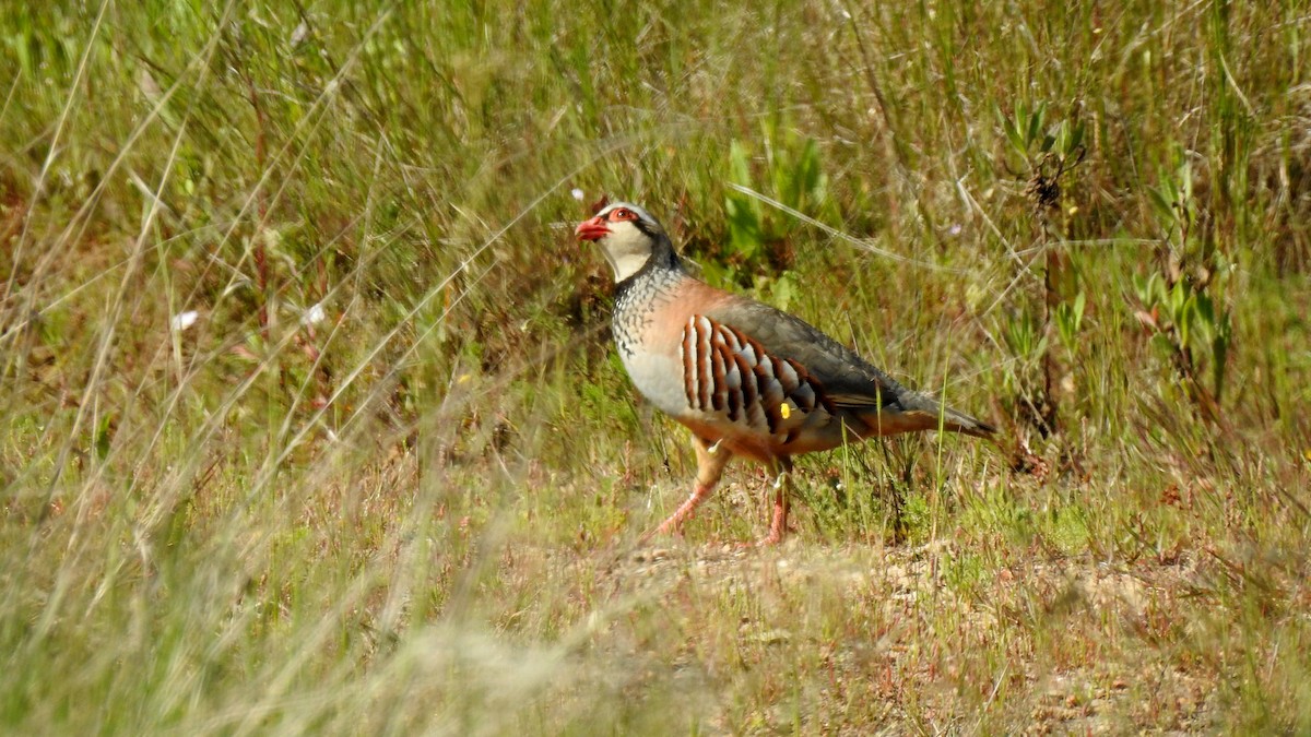 Red-legged Partridge - ML624166181