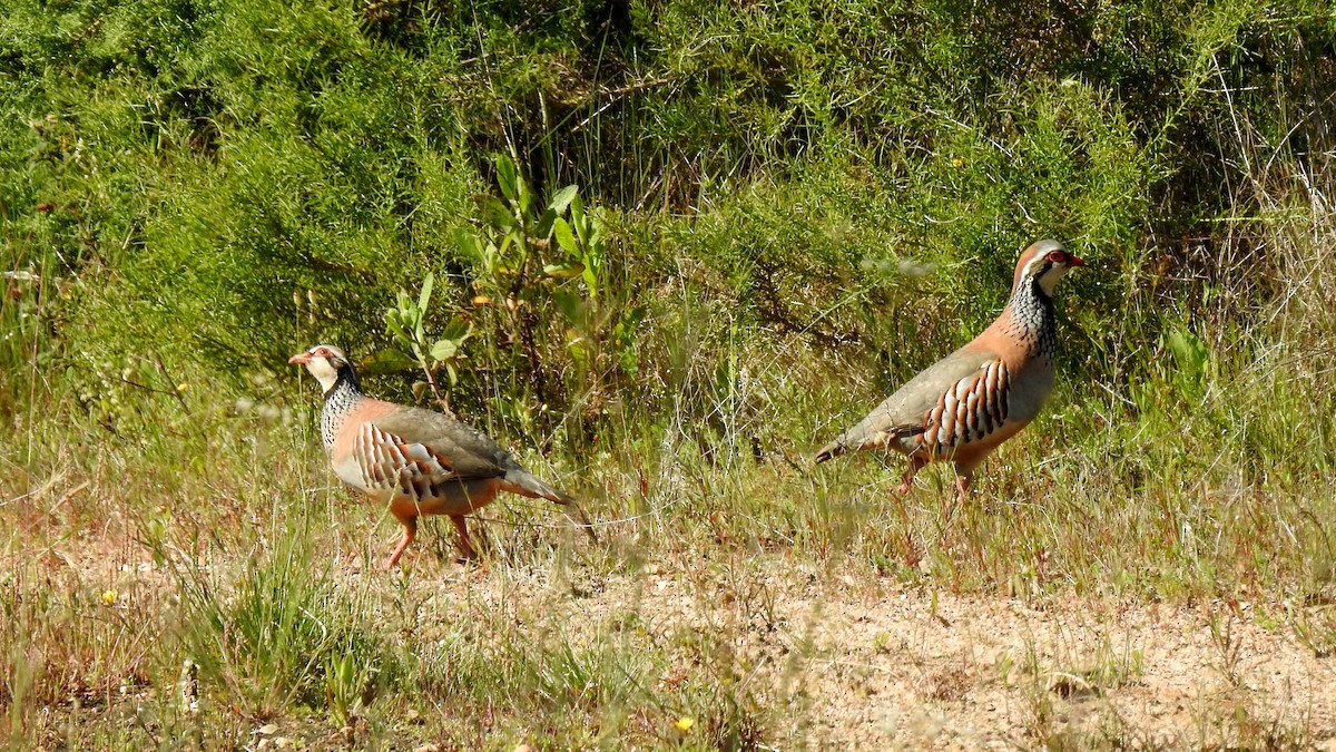 Red-legged Partridge - ML624166182