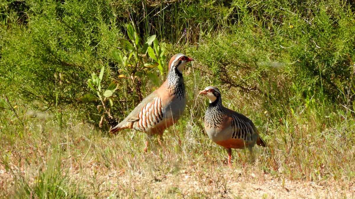 Red-legged Partridge - ML624166183