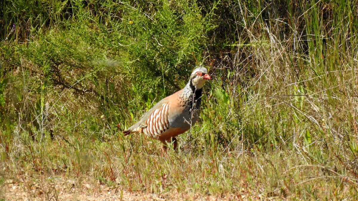 Red-legged Partridge - ML624166184