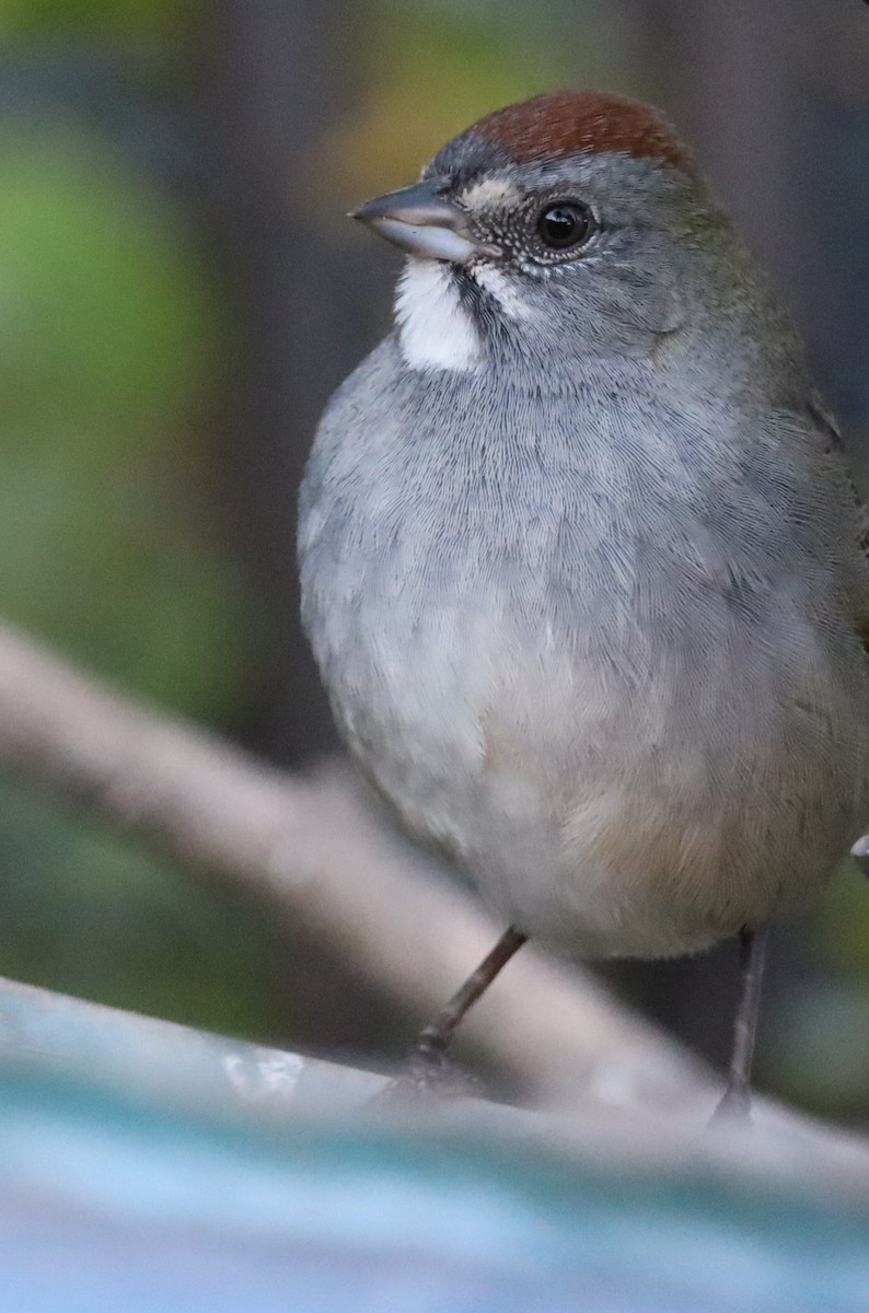 Green-tailed Towhee - ML624166185