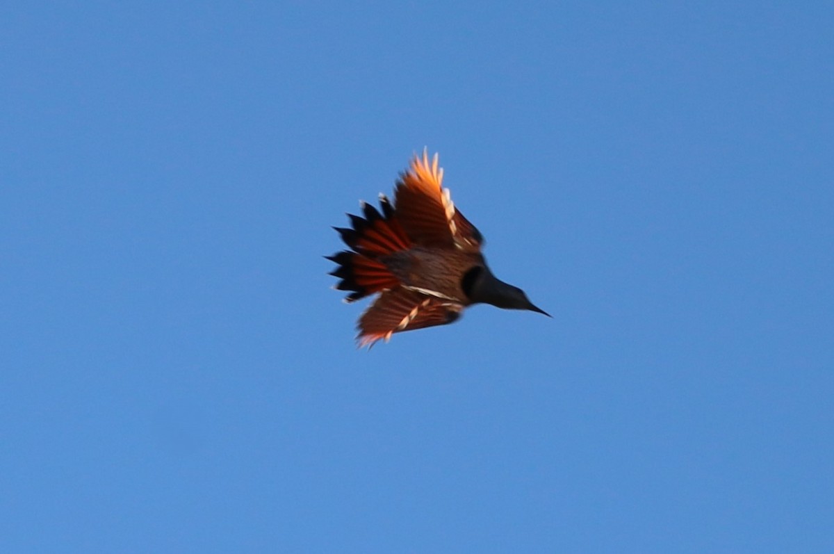 Northern Flicker - ML624166187