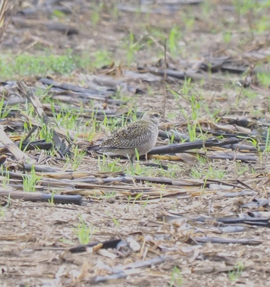 American Golden-Plover - ML624166205