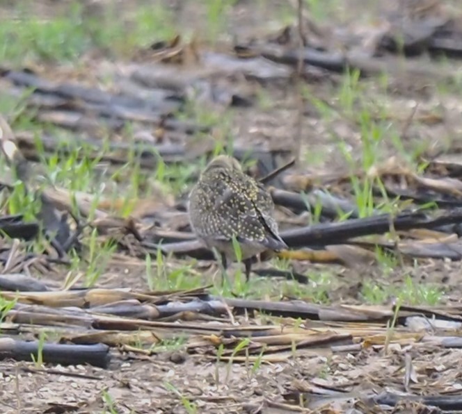 American Golden-Plover - ML624166208