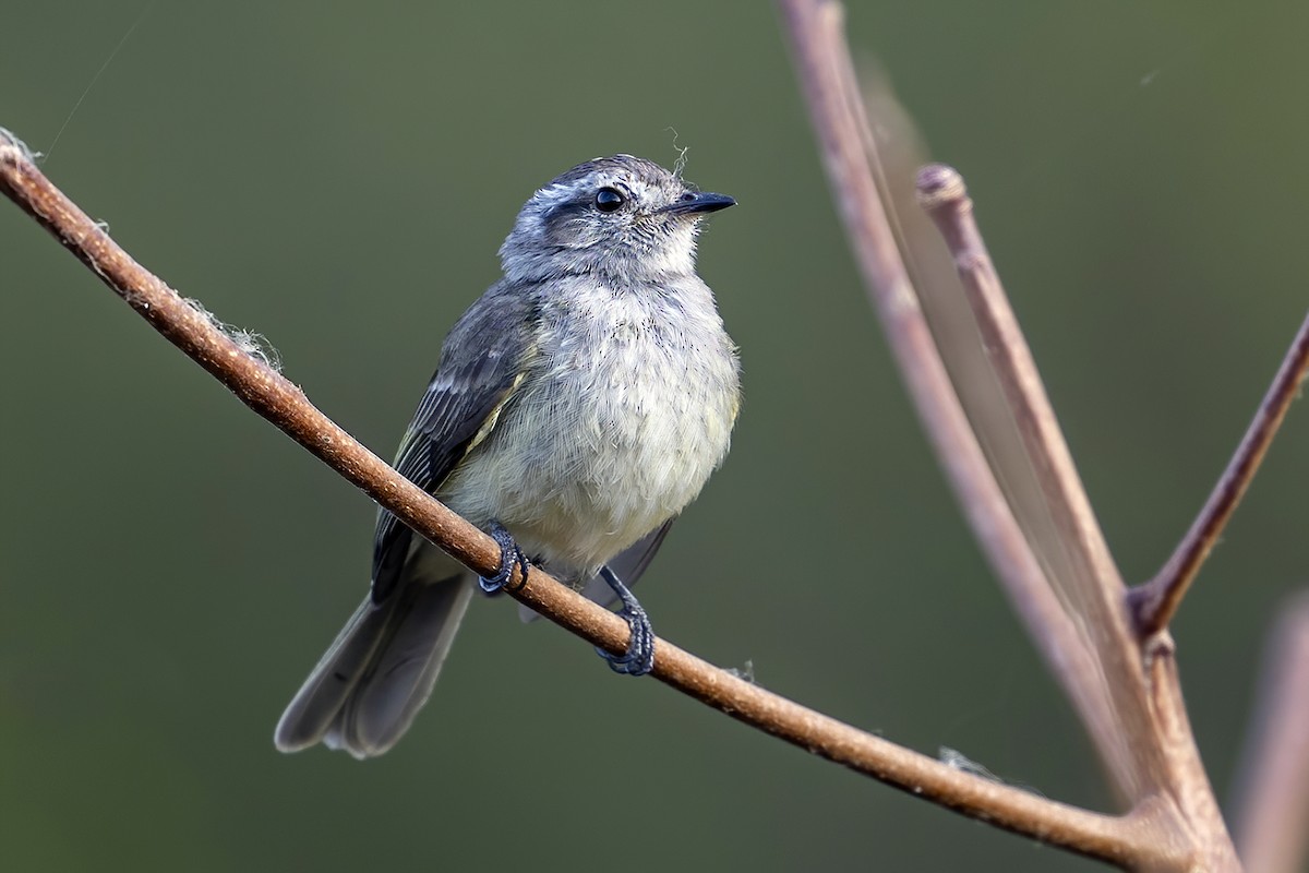 Pacific Elaenia - Su Li