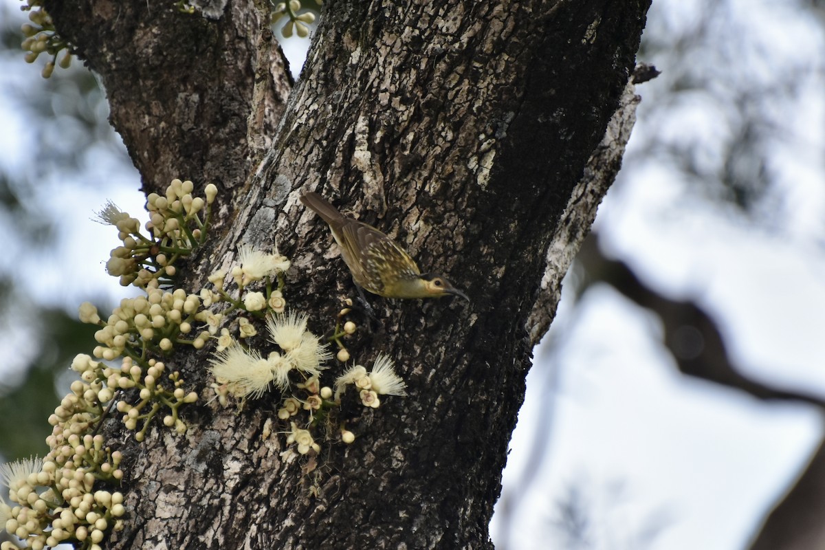 Macleay's Honeyeater - ML624166220