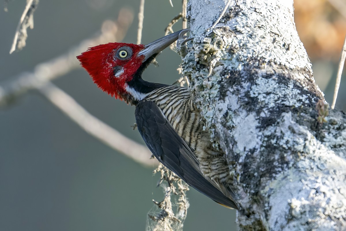 Guayaquil Woodpecker - Su Li