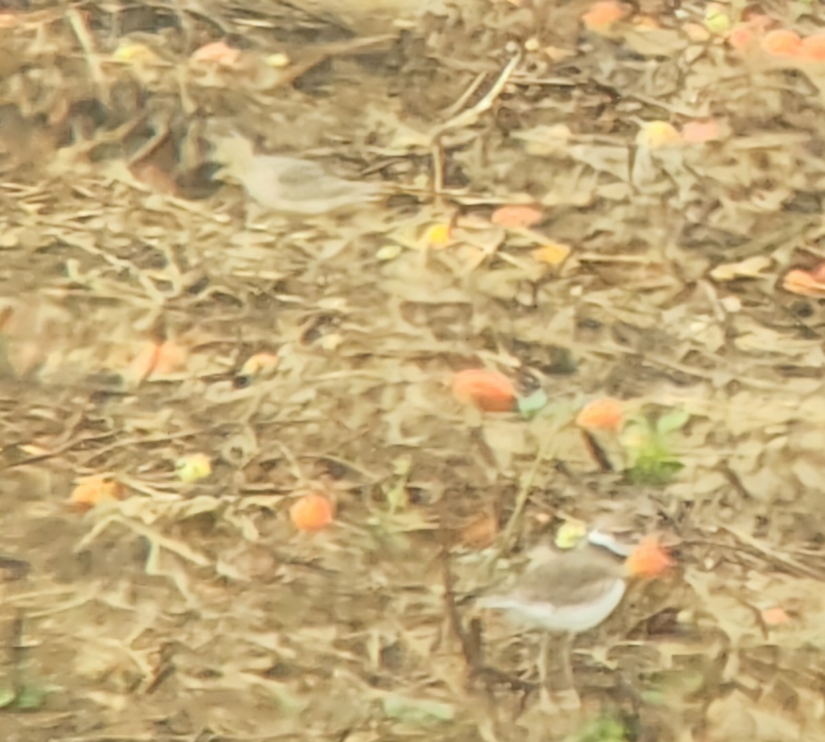 Buff-breasted Sandpiper - ML624166245