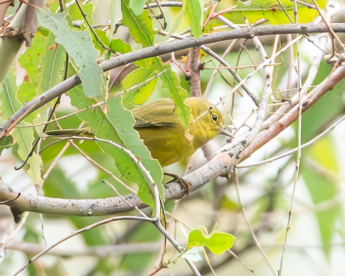 Orange-crowned Warbler - ML624166253