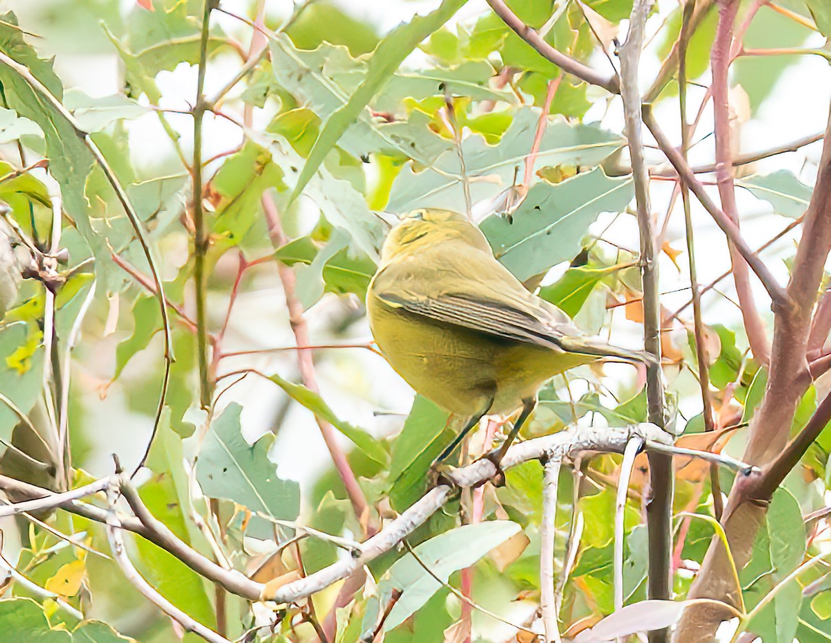 Orange-crowned Warbler - ML624166254