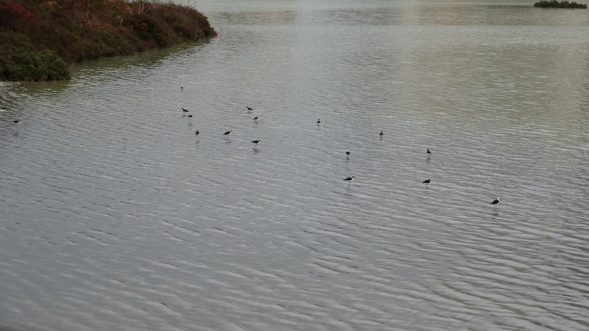 Black-winged Stilt - ML624166267