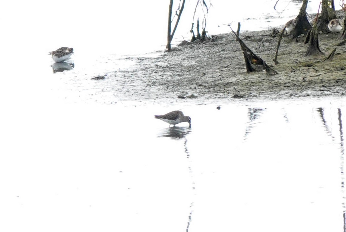 Long-billed Dowitcher - ML624166288