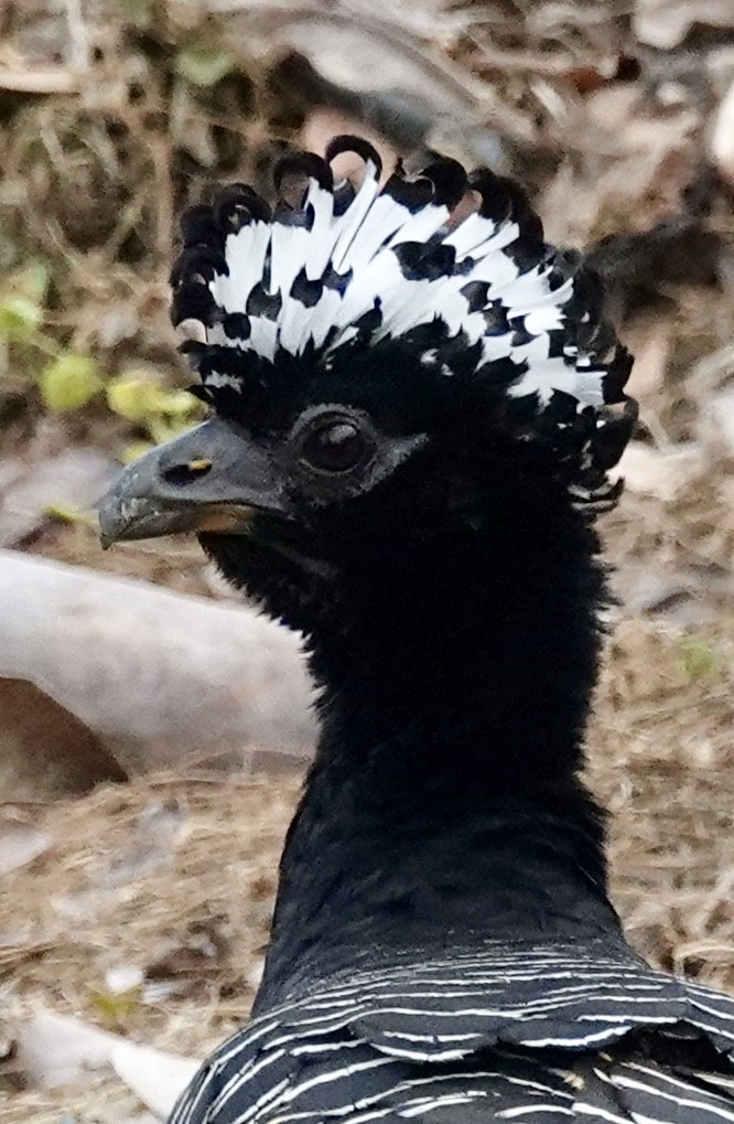 Bare-faced Curassow - ML624166289