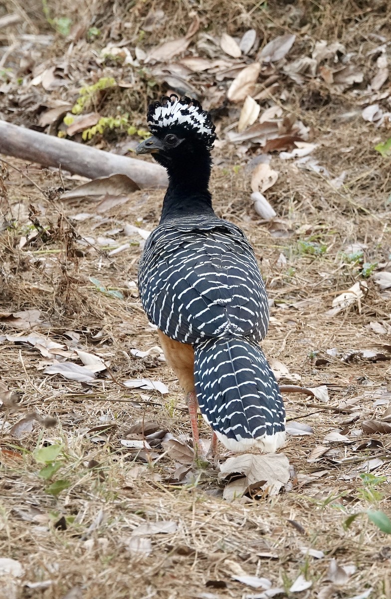 Bare-faced Curassow - ML624166290