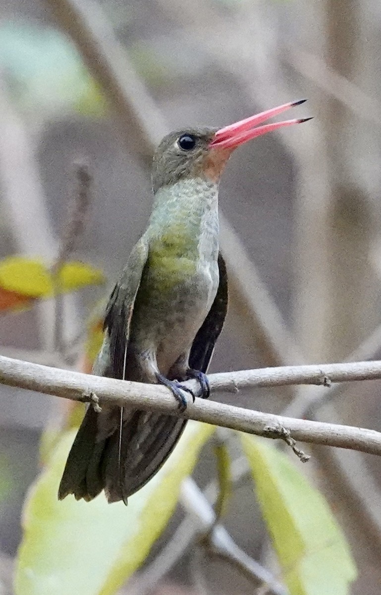 Gilded Hummingbird - ML624166293