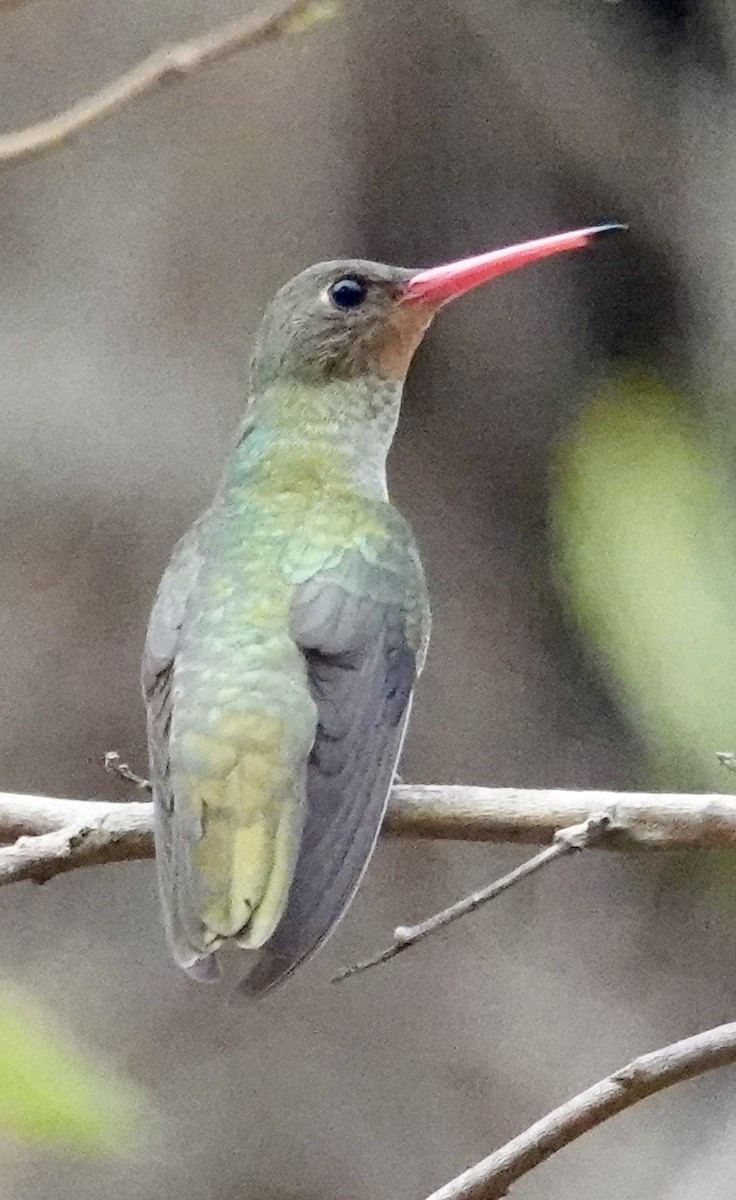 gyllenkolibri - ML624166294