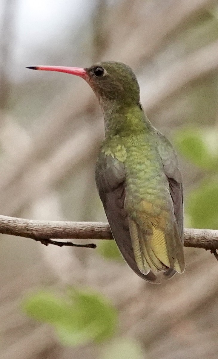 gyllenkolibri - ML624166295