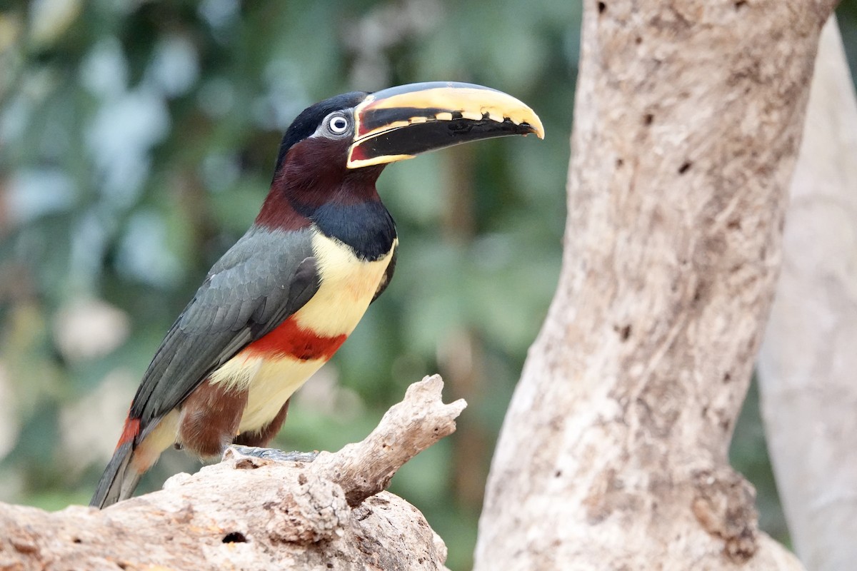 Chestnut-eared Aracari - ML624166298