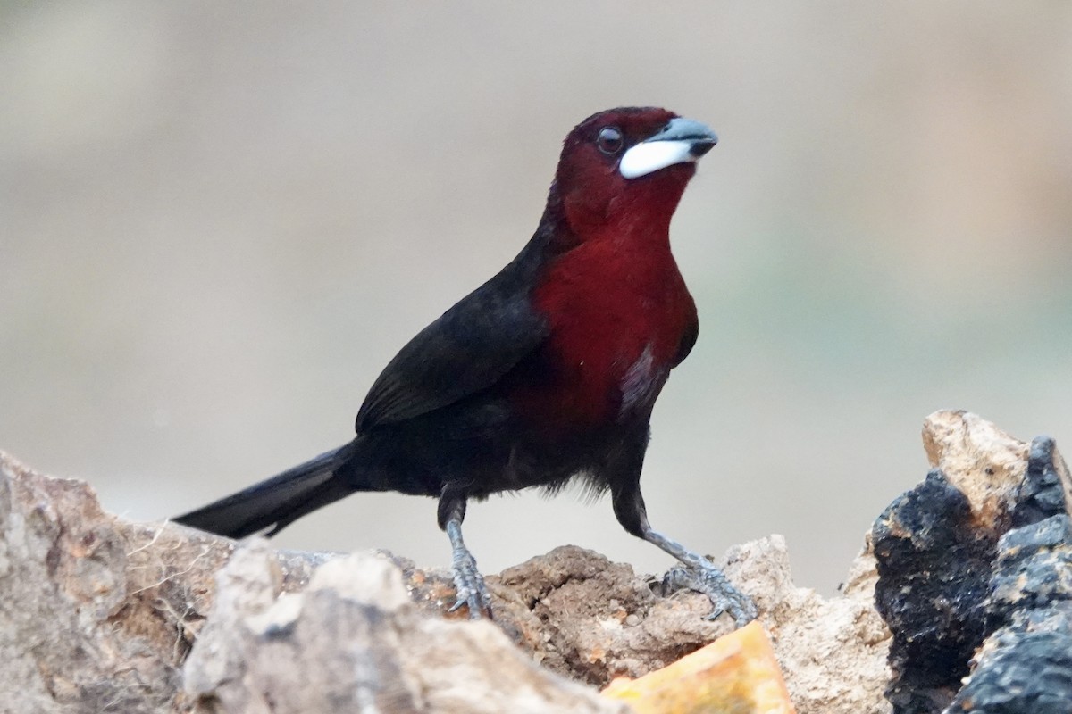 Silver-beaked Tanager - Rainer Ruess