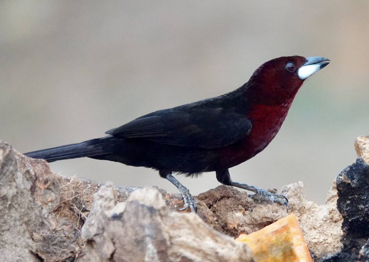 Silver-beaked Tanager - ML624166300