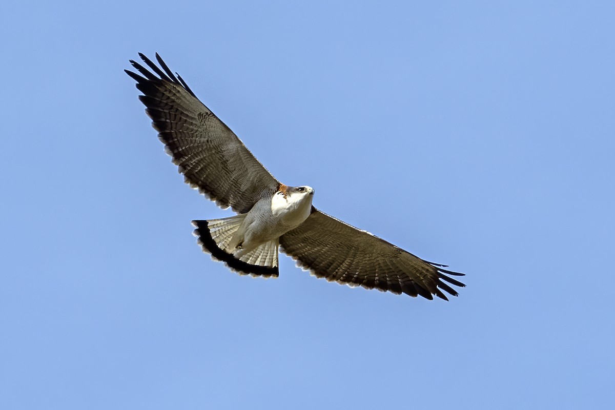 Rotrückenbussard (Red-backed) - ML624166303