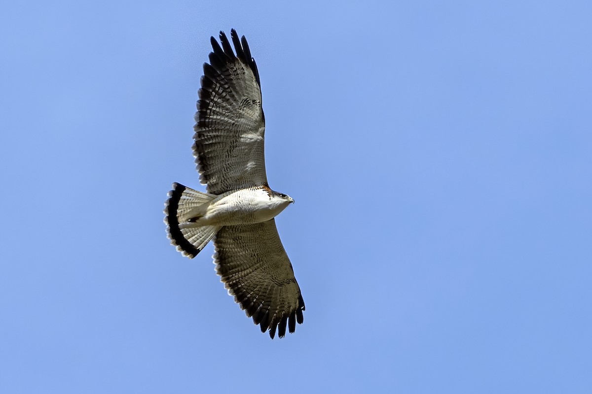 Rotrückenbussard (Red-backed) - ML624166304