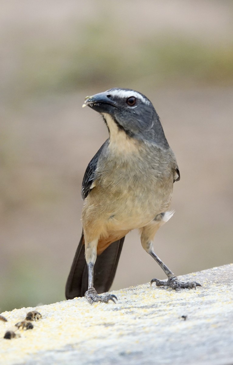 Bluish-gray Saltator - Rainer Ruess