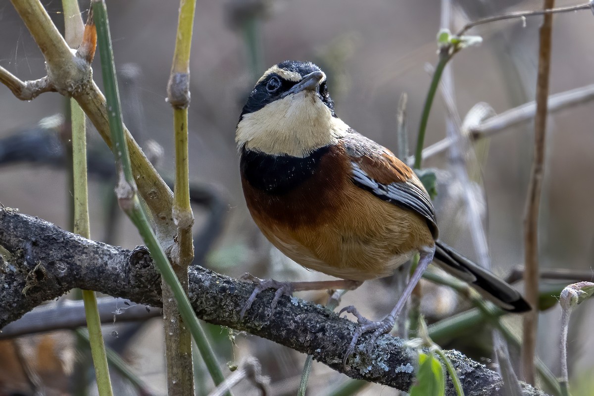 Rotflügel-Bandvogel - ML624166345