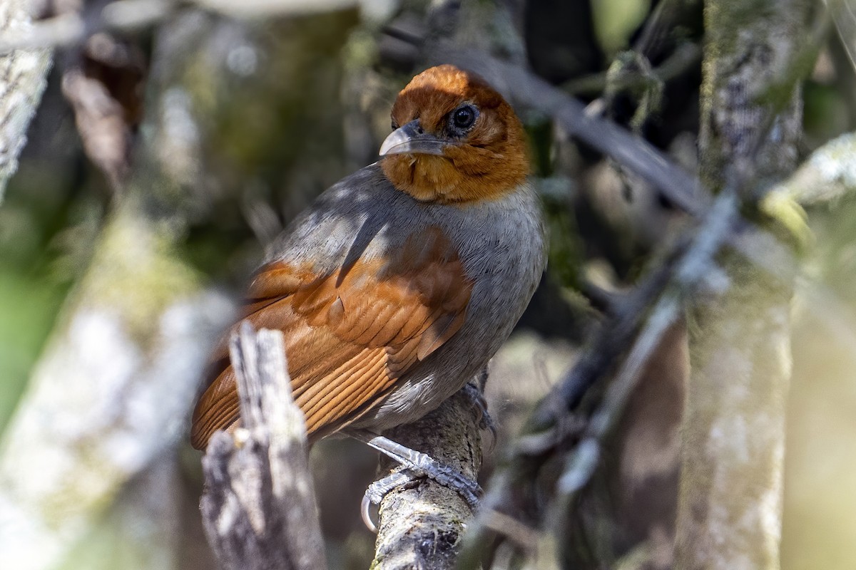 アカズキンカマドドリ - ML624166385