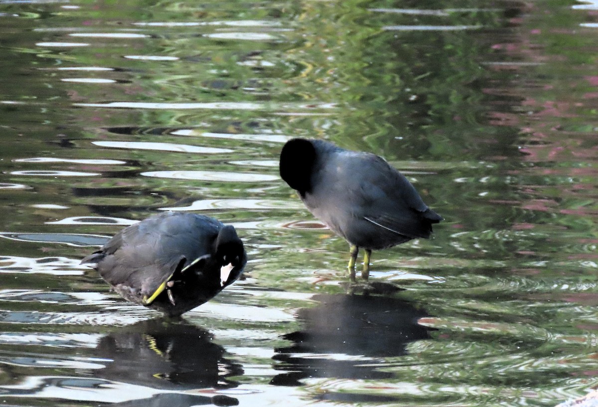 American Coot - Anne Mytych