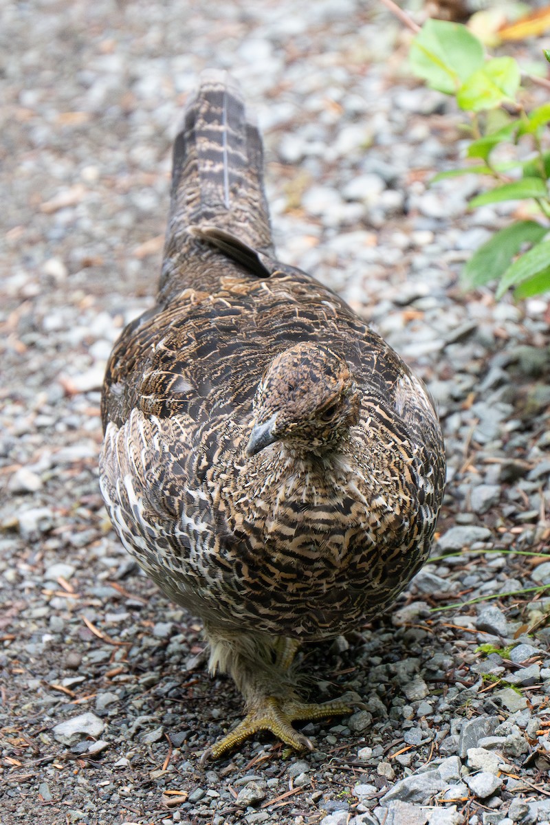 Sooty Grouse - Ross Lockwood