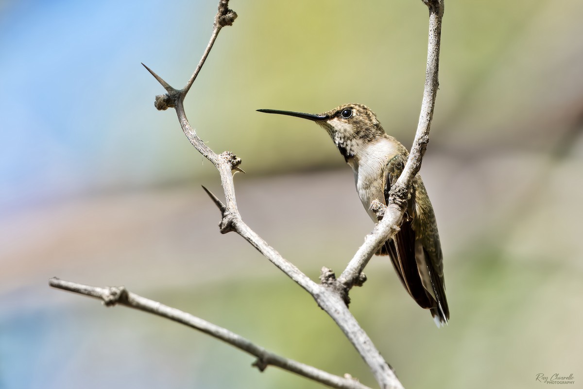 Colibri à gorge noire - ML624166407