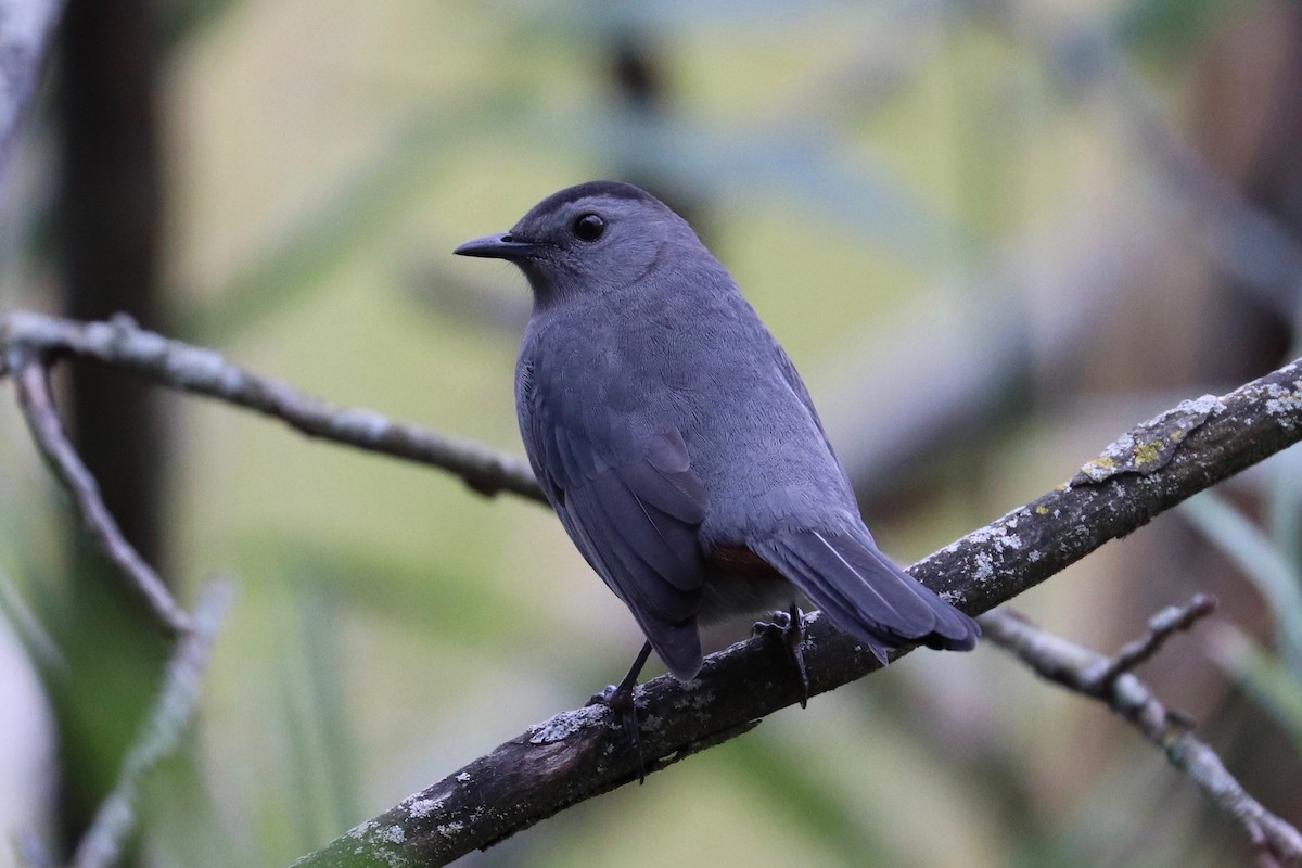 Gray Catbird - Hailey Clancy