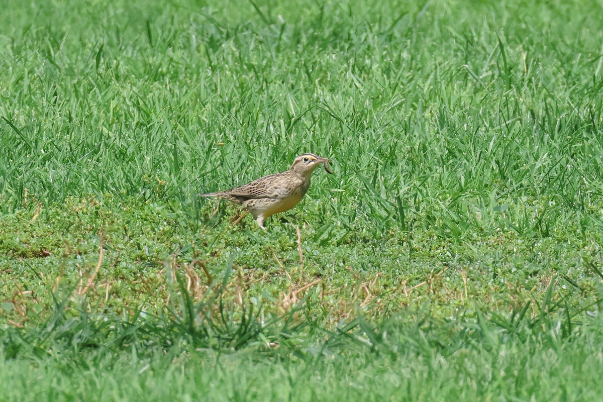 Western Meadowlark - ML624166441