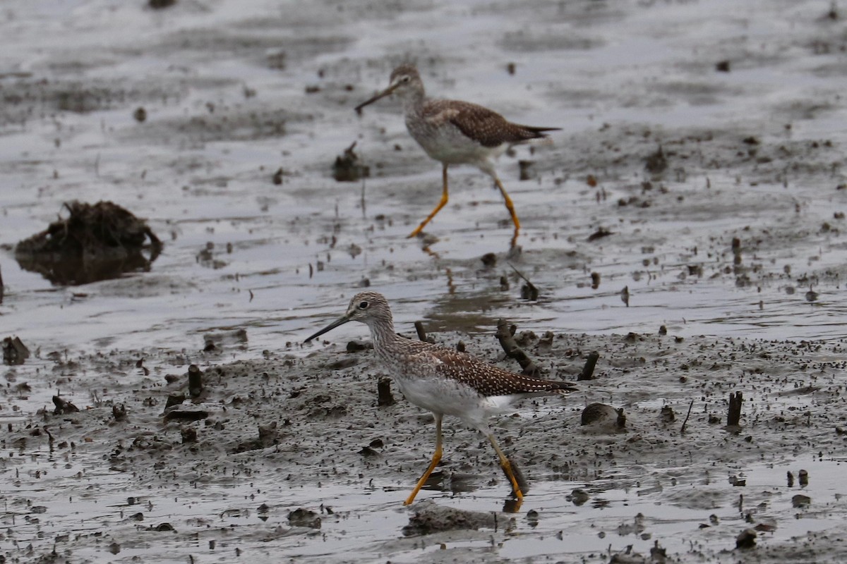 Greater Yellowlegs - Hailey Clancy